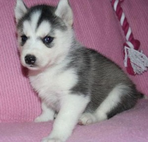 chunky and fluffly siberian Husky puppies