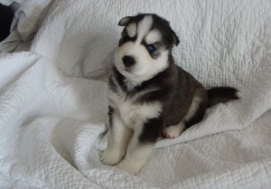 Black and white Siberian Husky puppies