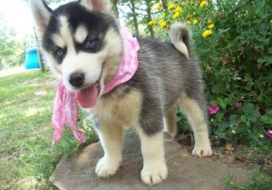 Black and white Siberian Husky puppies