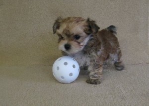 Tiny Morkie puppies