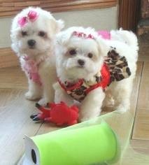 2 ADORABLE MALTESE PUPPS FOR FREE ADOPTION