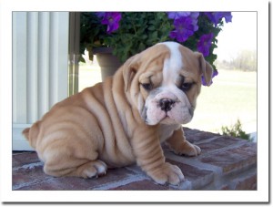 Potty and Chunky English Bulldog puppies