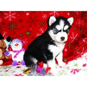 Pedigree Proven Siberian Husky Puppies