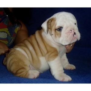 CKC Registered English BulldogPuppies for rehoming