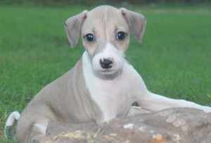 ITALIAN GREYHOUND PUPPIES