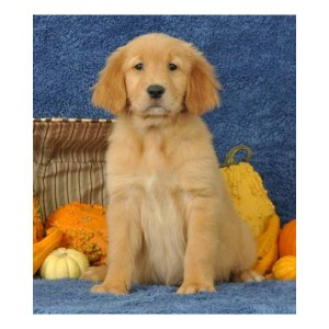 Golden Retriver puppies