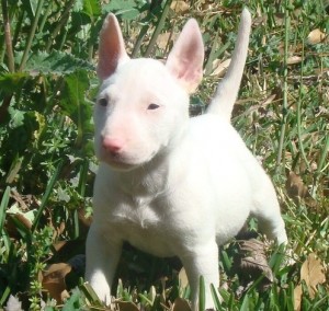 AKC Registered Bull Terrier puppies