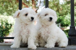 Nice Maltese Puppies Ready Now!!