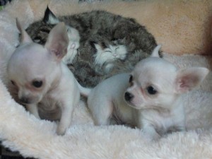 Male and female chihuahua puppies