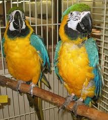 ADORABLE BLUE AND GOLD MACAW SEEKING NEW HOMES, TEXT US AT (585) 204-0338