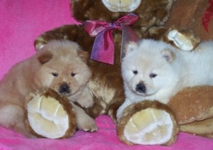 chunky home and potty trained chow chow puppies