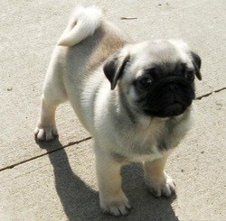 Amazing pug puppies Ready