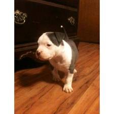 X-MASS AMERICAN PIT BULL FOR ADOPTION
