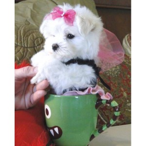 great maltese puppy for any loving home