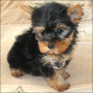 CHARMING TEACUP YORKIE PUPPIES FOR ADOPTION