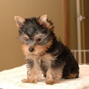 Yorkshire terrier puppies now Ready forSale???