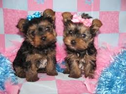 Free male and female tea-cup yorkies pups