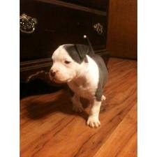 x-mas American pit bull for adoption only serious people should contact us with your phone number