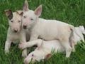 male and female bull terrier puppies for adoption.