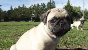 Well Socialized Pug Puppies For Lovely X-Mass Joy.