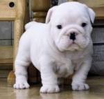 Lovely two English bulldog puppies for free adoption.