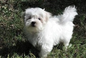 TWO WHITE Maltese PUPPIES LOOKING FOR A NEW HOME