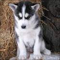 Cute Siberian husky puppies