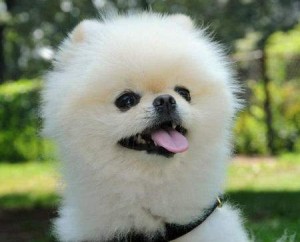 Kody Koky the Pomeranian