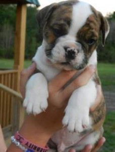 Active English Bulldog Puppies For Sale