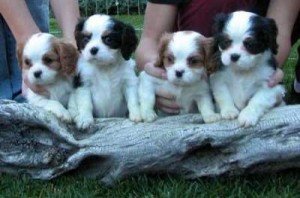 Cavalier King Charles Spaniel