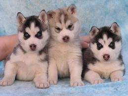 Lovely Blue eyes Siberian Pups available for re homing