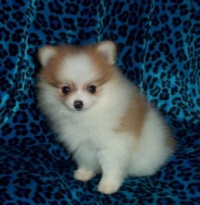 Beautiful Pomeranian puppies for a good home