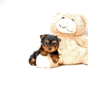 TeaCup Yorkie Puppies text us for more infor and with your email adresse (508) 419-0769  For Adoption