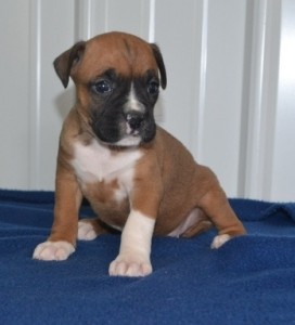 available male and female boxer puppies looking for new home