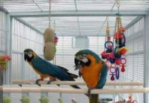 Good home raised blue and gold macaw parrots for sale