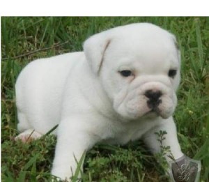 PUPPIES AVAILABLE NOW! MALES &amp; FEMALES!