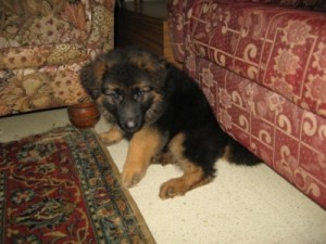 GERMAN SHEPHERD PUPPIES