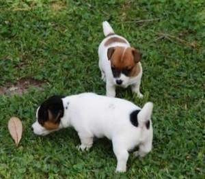 Jack Russell Terrier Puppies