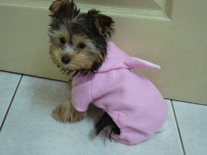 Charming Xmas Male And Female Yorkie Puppies For Sale