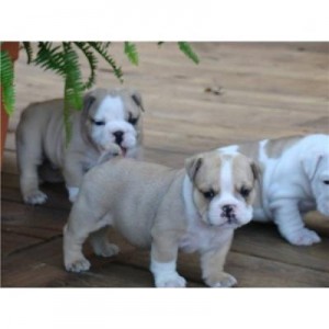 English bulldog puppies new litter