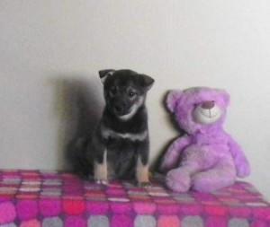 alaskan klee kai puppies available for rehoming [Save Ad to View Later]