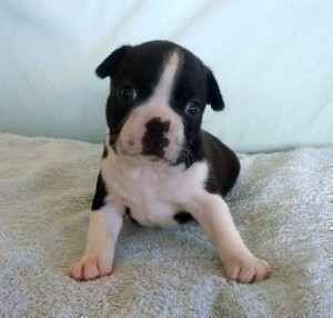 great pampered boston terrier puppies for sale [Save Ad to View Later]