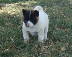 home raised akita puppies ready for sale