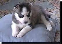 Adorable Siberian Husky puppies.