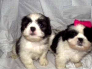 Dazzlying Shih Tzu Puppy Male and Female for Adoption