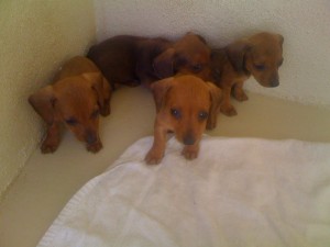 4 puppies-Teckels for sale