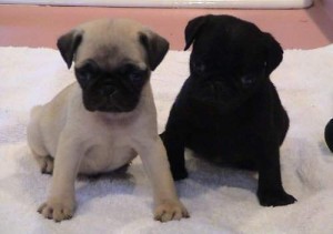 Beautiful Pug puppies ready now