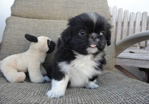 Cute Pekingese Puppies