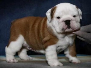 X-Mass English Bulldog Puppies For Free Adoption