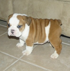 Male and female English Bulldog Puppies for sale